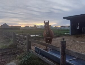 Belçika’da bir binicilik okulunda atın tekmelediği 22 yaşındaki genç kız ağır yaralandı