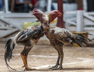 Belçika polisi 29 dövüş horozuna el koydu