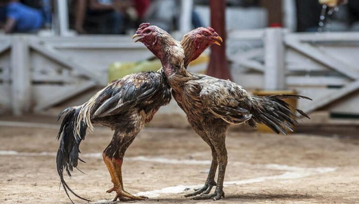 Belçika polisi 29 dövüş horozuna el koydu