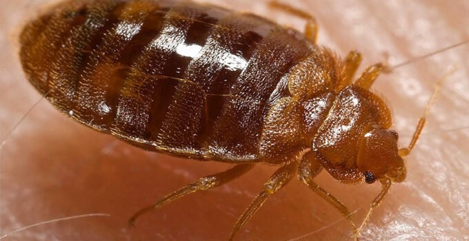 Ünlü Paris sineması salonlarını tahtakurusu sorunu nedeniyle bir ay boyunca kapattı.