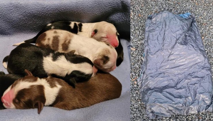 Belçika’da çöp poşetiyle atılan yeni doğmuş 6 köpek yavrusu koruma altına alındı