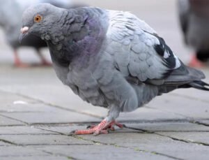 Gent belediyesi, geçici olarak durdurulan güvercin avına yeniden başladı