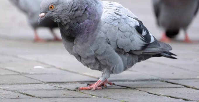 Gent belediyesi, geçici olarak durdurulan güvercin avına yeniden başladı