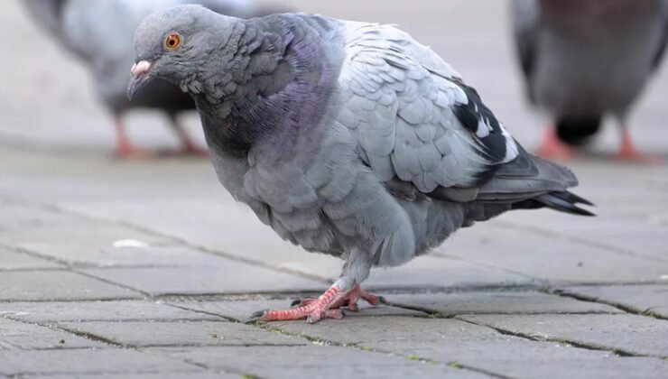 Gent belediyesi, geçici olarak durdurulan güvercin avına yeniden başladı