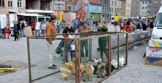Gent şehrindeki hayvan pazarında hayvan satışı yasaklanıyor