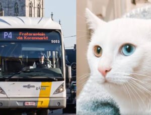 Gent’te, De Lijn yolcu otobüsüne bırakılan sağır bir kedi barınağa yerleştirildi