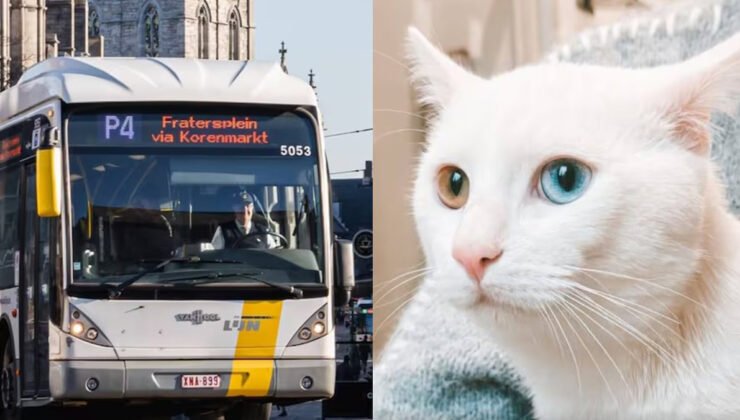 Gent’te, De Lijn yolcu otobüsüne bırakılan sağır bir kedi barınağa yerleştirildi