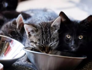 Hollanda’da ilk kez kuş gribinden 8 yavru kedi öldü