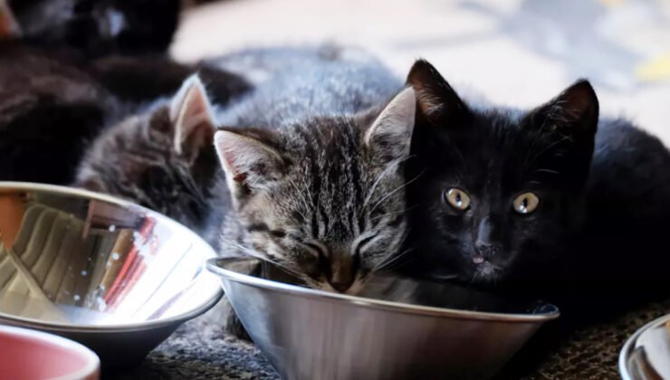 Hollanda’da ilk kez kuş gribinden 8 yavru kedi öldü