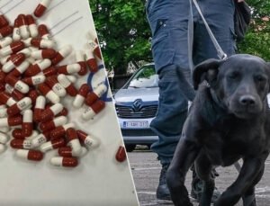 Belçika federal polisi uluslararası uyuşturucu çetesini çökertti