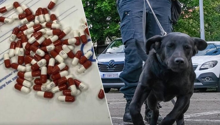 Belçika federal polisi uluslararası uyuşturucu çetesini çökertti
