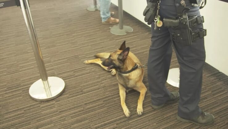 Brüksel Havalimanı’nda para arama köpeği Bella’nın ölümü hissediliyor