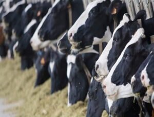 Avrupa’da bir ilk: Hollanda’da bir inekte kuş gribine karşı antikorlar bulundu