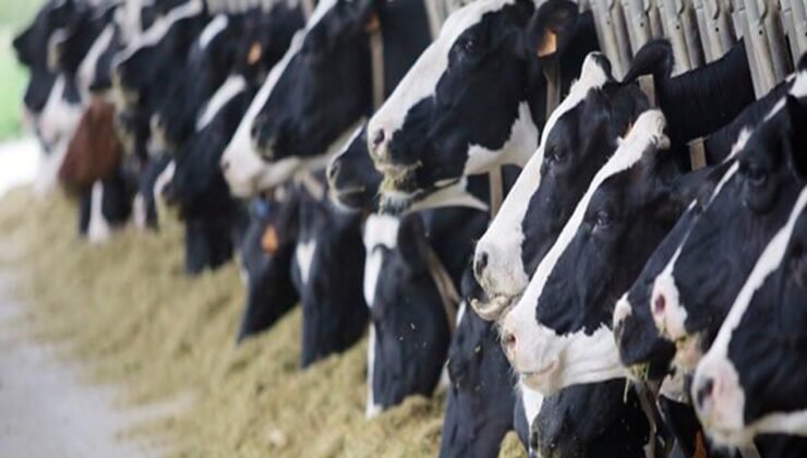 Avrupa’da bir ilk: Hollanda’da bir inekte kuş gribine karşı antikorlar bulundu