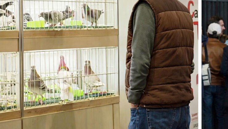 Belçika’da en büyük güvercin fuarı bu yıl güvercinsiz yapılacak