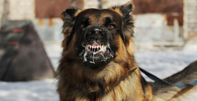 Belçika, Almanya’da bir köpeğin ölmesinin ardından kuduz uyarısı yayınladı