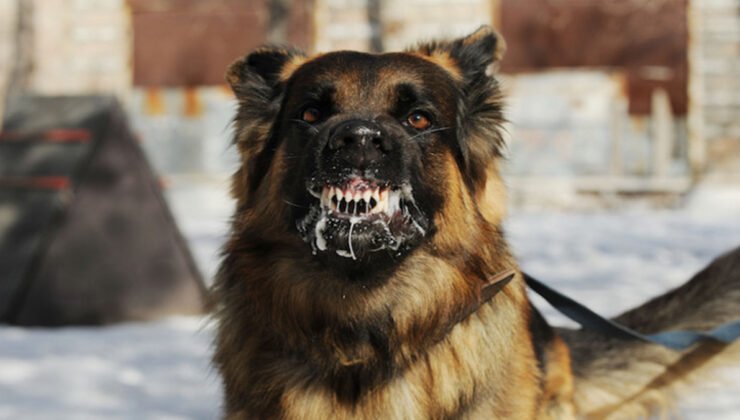 Belçika, Almanya’da bir köpeğin ölmesinin ardından kuduz uyarısı yayınladı