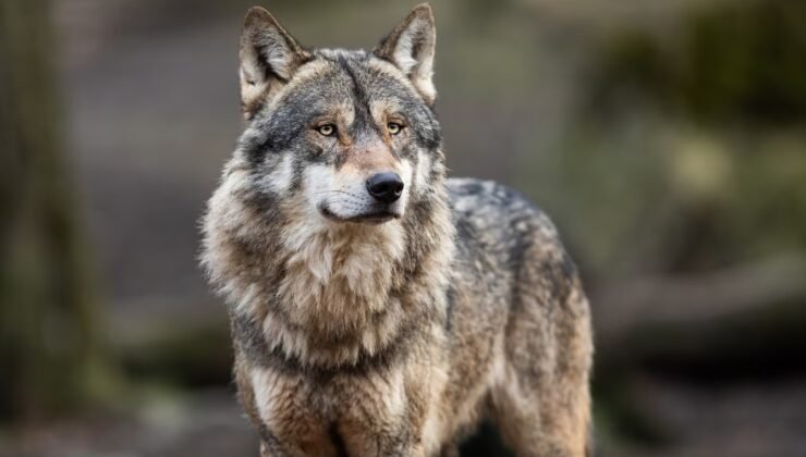 Fransa hükümeti, kurt avı konusundaki düzenlemeleri gevşeteceğini duyurdu.