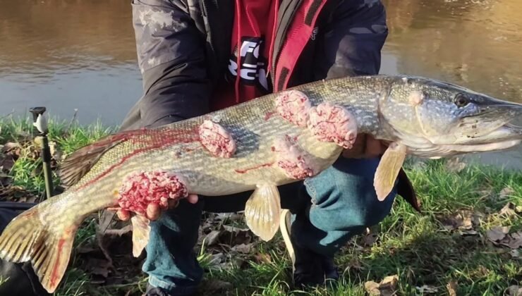 Belçika’da bir balıkçının tuttuğu turna balığında kanser virüsü tespit edildi