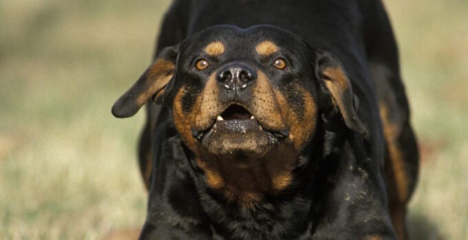 Belçikalı çiftin bebeğine köpek saldırdı : Bebek yoğun bakım ünitesinde tedavi altına alındı