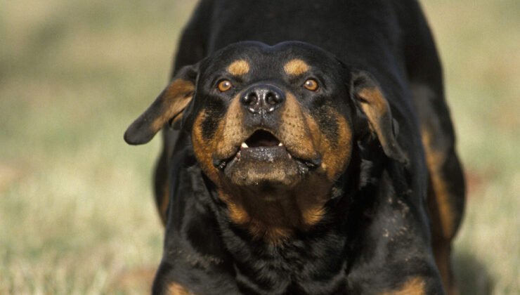 Belçikalı çiftin bebeğine köpek saldırdı : Bebek yoğun bakım ünitesinde tedavi altına alındı