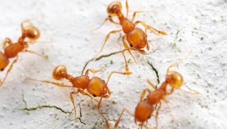 Fransa’da ısırıkları elektrik çarpması hissi veren karıncalar tehdit oluşturuyor