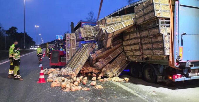Belçika’da binlerce tavuk taşıyan kamyon devrildi, tavuklar yola saçıldı