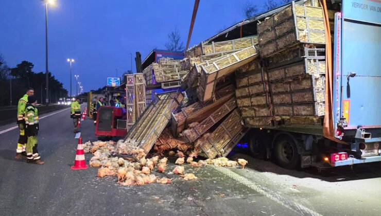 Belçika’da binlerce tavuk taşıyan kamyon devrildi, tavuklar yola saçıldı