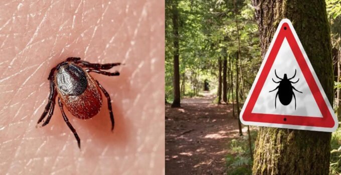 Belçika’da kene mevsimi : Doğada çalışırken veya vakit geçirirken dikkatli olun uyarısı