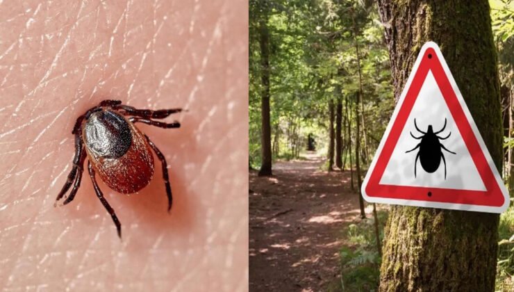 Belçika’da kene mevsimi : Doğada çalışırken veya vakit geçirirken dikkatli olun uyarısı