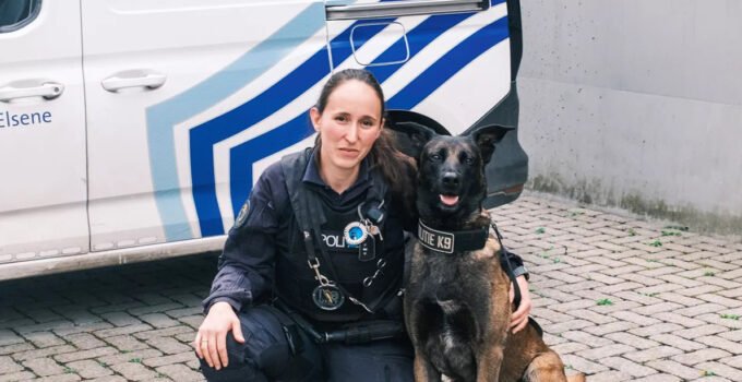 Brüksel’de Polis köpeği “Bob”un sokaktan teşkilata uzanan başarı hikayesi