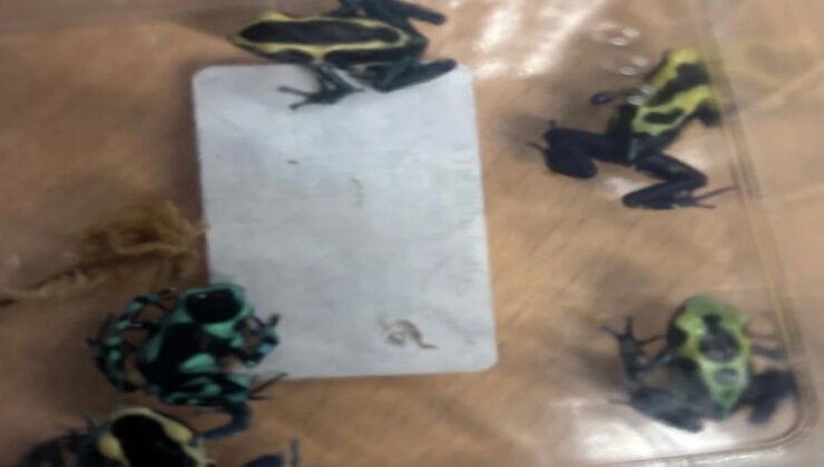 Havalimanı’nda bir tuvalette 6 zehirli ok kurbağası bulundu