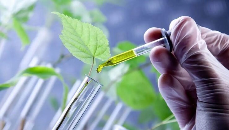 Avrupa Parlamentosu, genetiği düzenlenmiş bitkiler için kuralları gevşetti