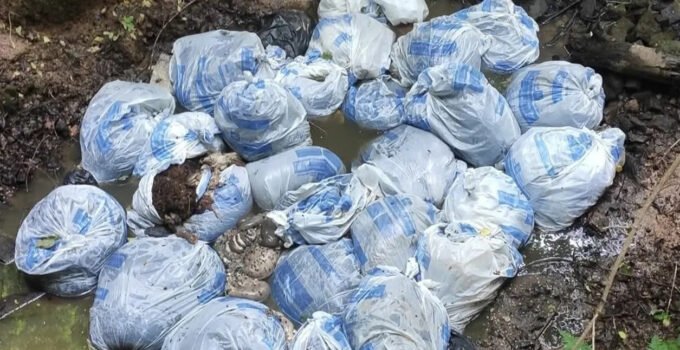 Belçika’da hayvan iç organlarının yol kenarına bırakılması büyük tepki çekti