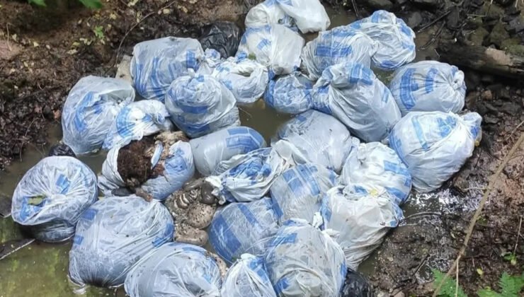 Belçika’da hayvan iç organlarının yol kenarına bırakılması büyük tepki çekti