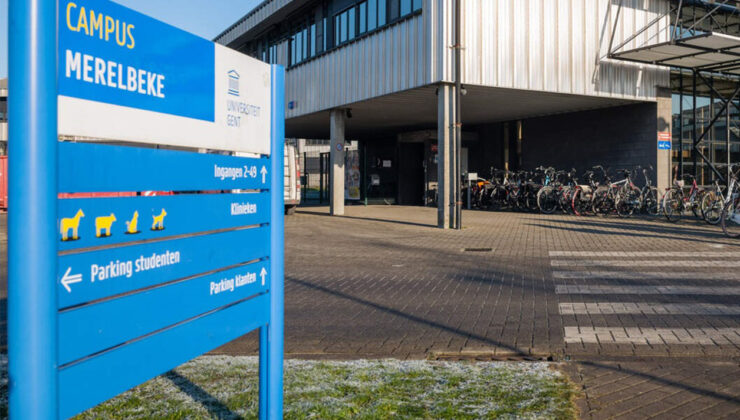 Gent üniversite hayvan kliniğinden kaçan köpek, feci şekilde can verdi