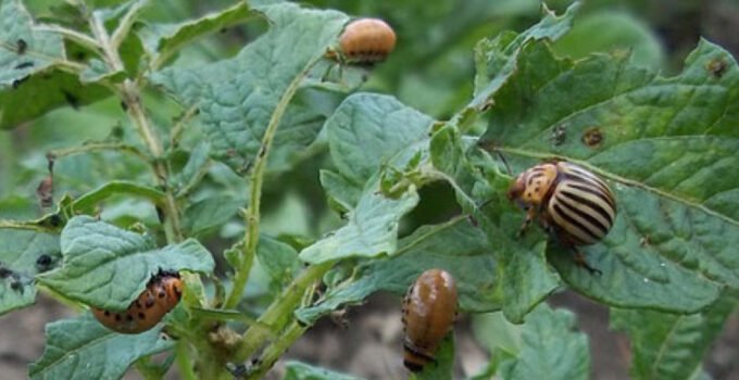 Belçika’da Patates Üreticilerinin Korkulu Rüyası Geri Döndü