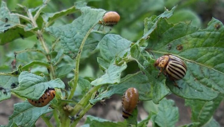 Belçika’da Patates Üreticilerinin Korkulu Rüyası Geri Döndü