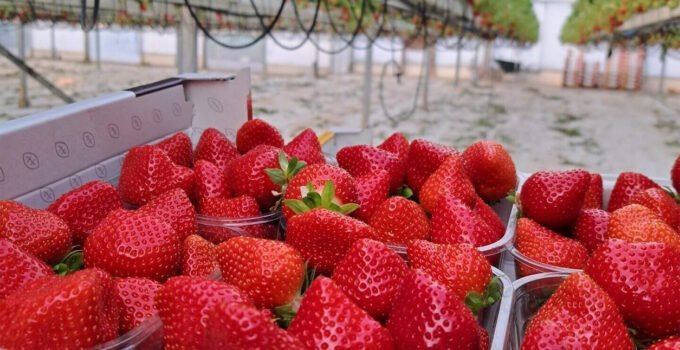 Belçika zararlı Pestisit kalıntısı bakımından en kötü ülke oldu