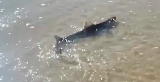 Belçika’nın Blankenberge sahilinde köpek balığı paniği