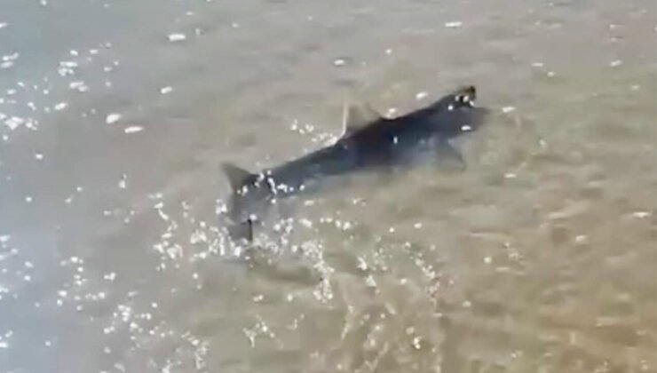 Belçika’nın Blankenberge sahilinde köpek balığı paniği