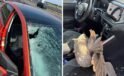 Hollanda’da otomobilin ön camına çarpan kaz, kazaya neden oldu