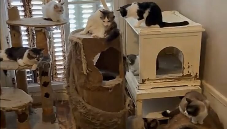 Fransa’da bir evde 75’ten fazla kedi ve dondurucuda ölü yavru kediler bulundu