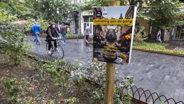 Belçika’nın Flandre bölgesinde dikkat çeken sıçan artışı