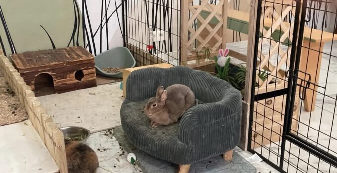 Belçika’nın Gent şehrinde kedi cafesinin ardından tavşan cafesi açılıyor