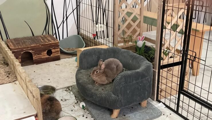 Belçika’nın Gent şehrinde kedi cafesinin ardından tavşan cafesi açılıyor